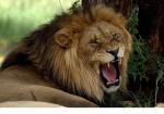 roaring lion.JPG